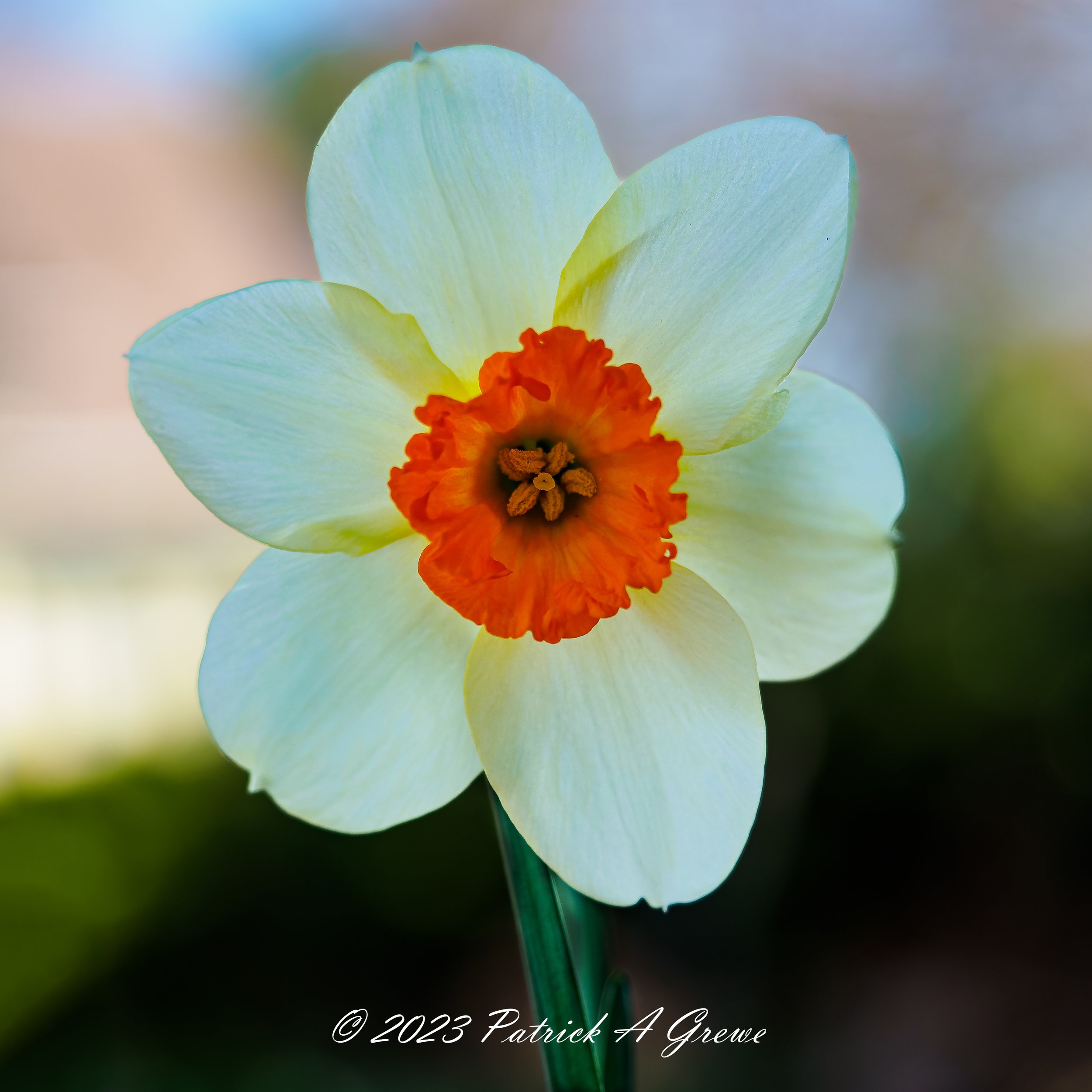 Orange and White Daffodil - P4030065-ORF_DxO_DeepPRIME.jpg