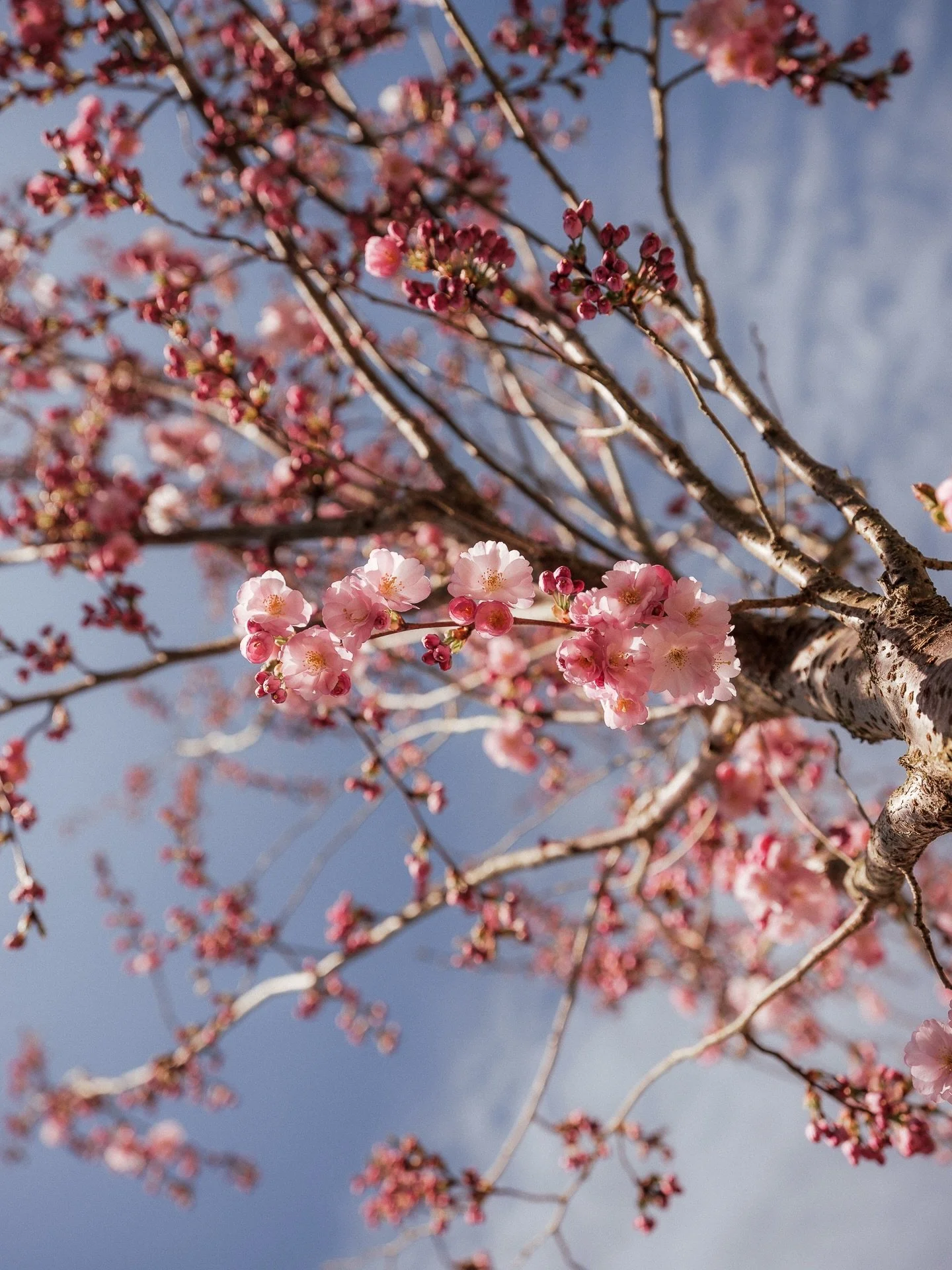 The blossoms blooming and it&rsquo;s a bloody beautiful day at the Stump. Get on down and secure your spot in the garden, it&rsquo;s filling up and shaping up to be a corker! ☀️