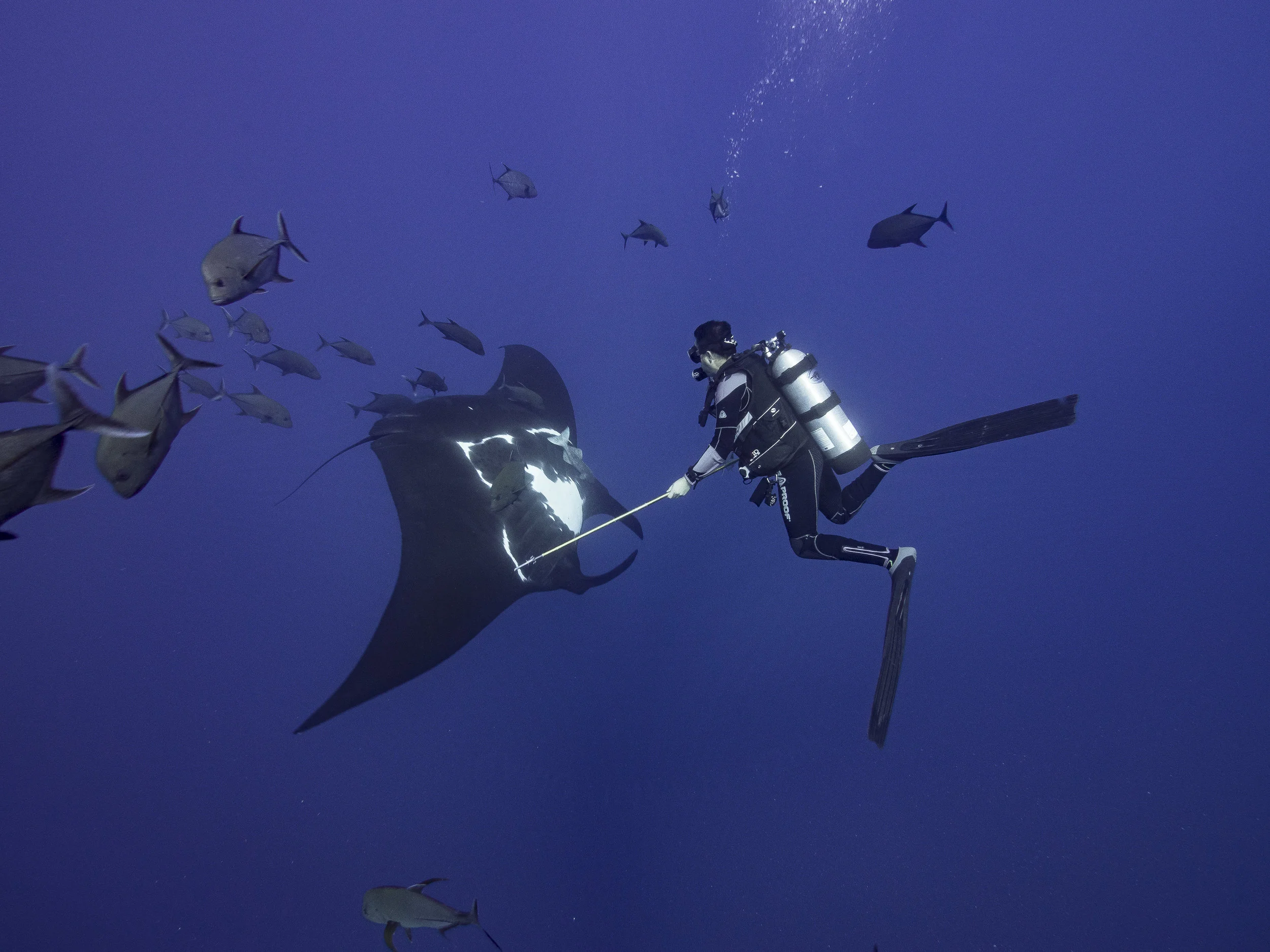 Mauricio Hoyos | Ocean hero