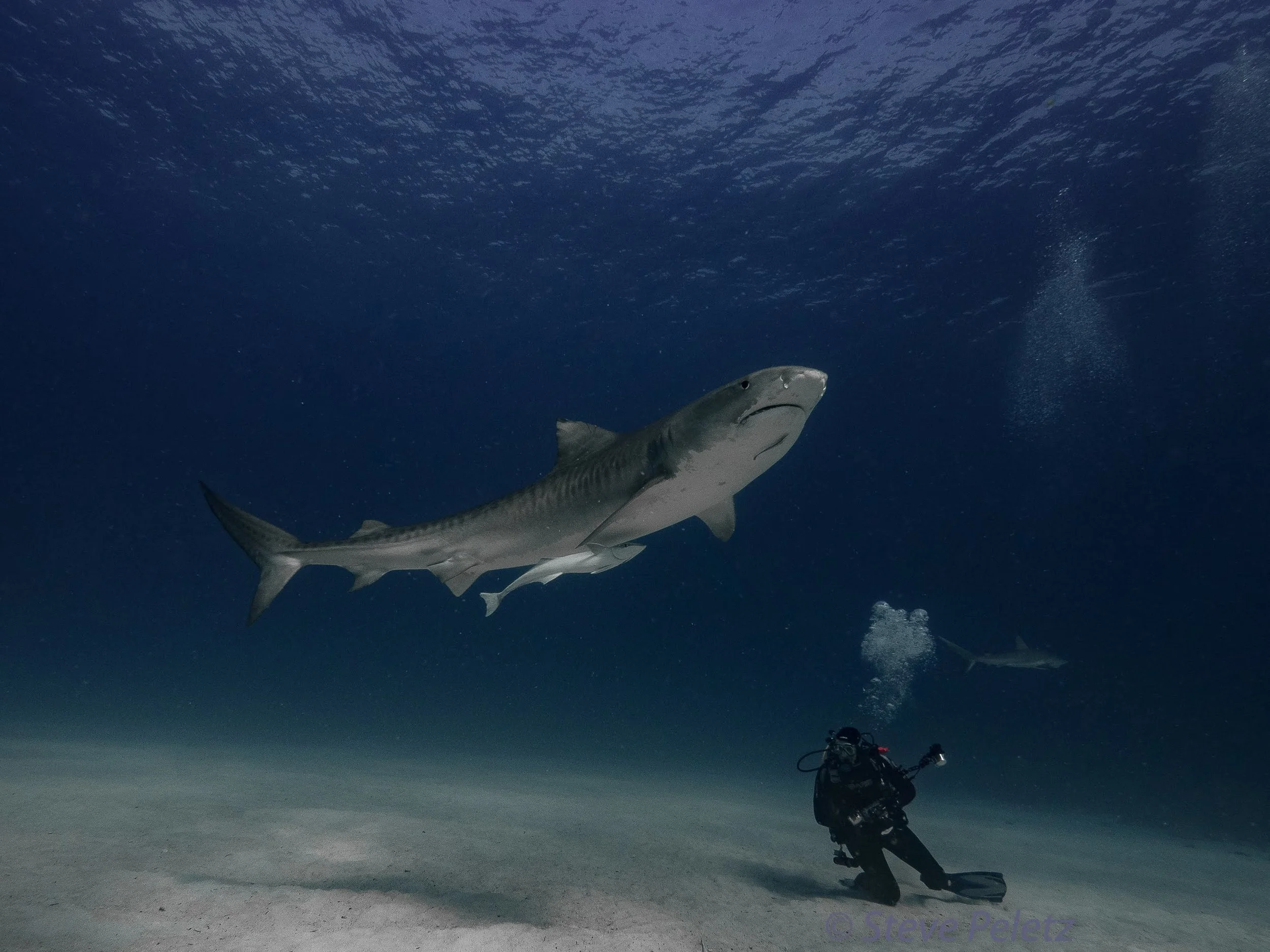 aaa-matt-shark-scale-1082353-1.jpg