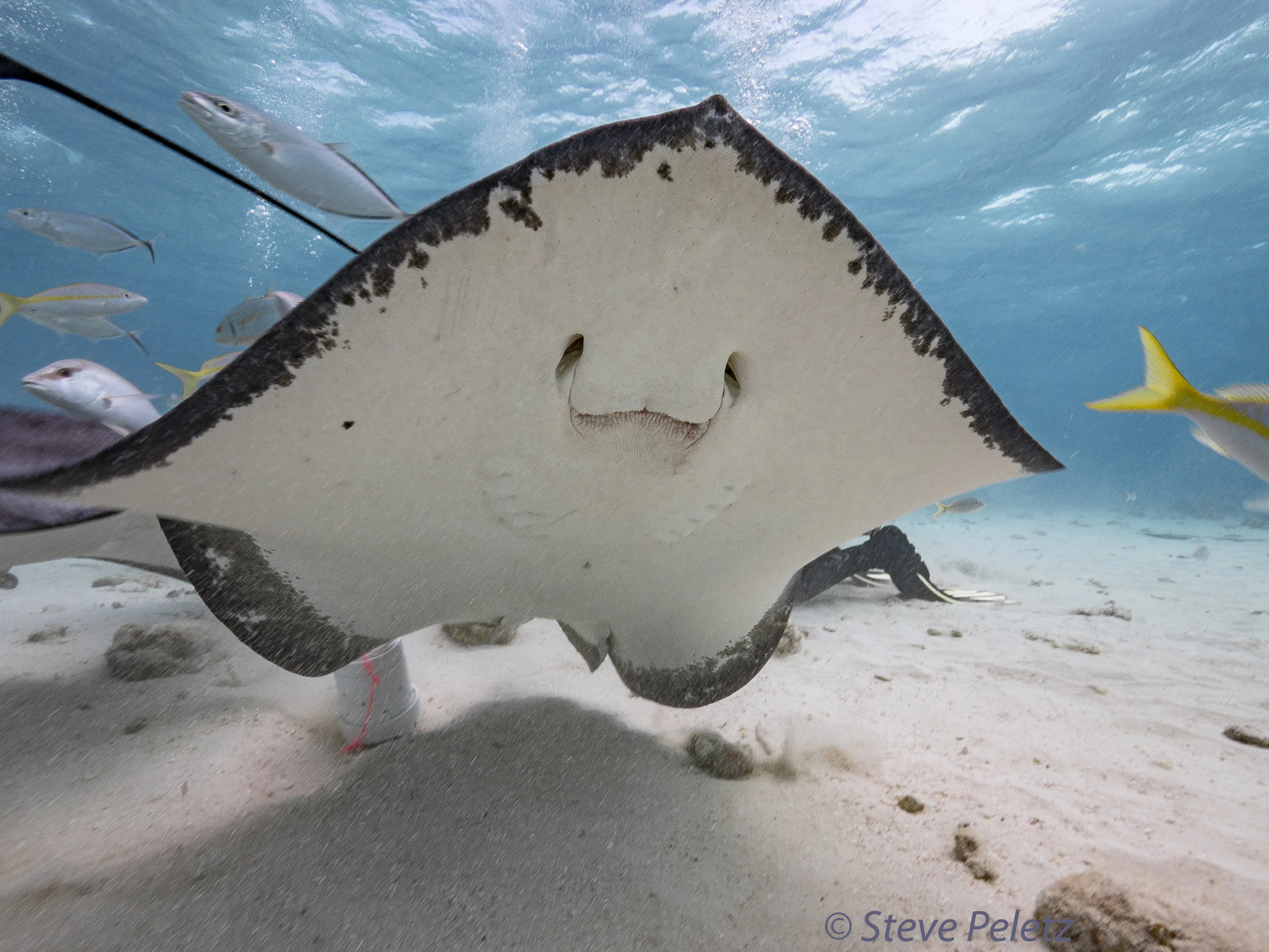 ray-face-a-1.jpg