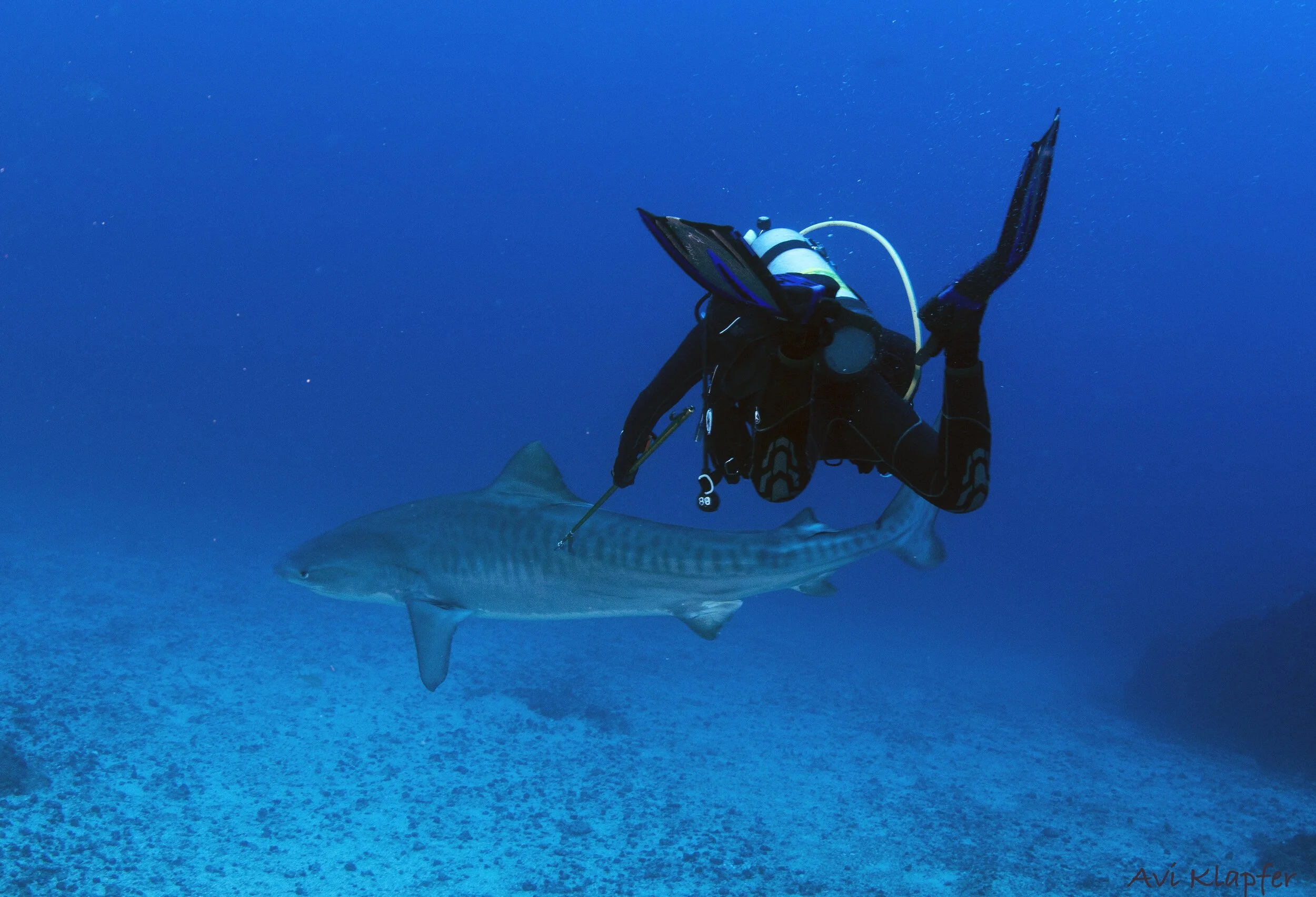 Volunteers help biologists push for larger marine protected areas to save sharks 