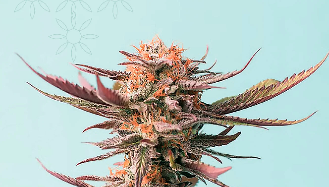 Branding Cannabis and CBD for Health &amp; Wellness