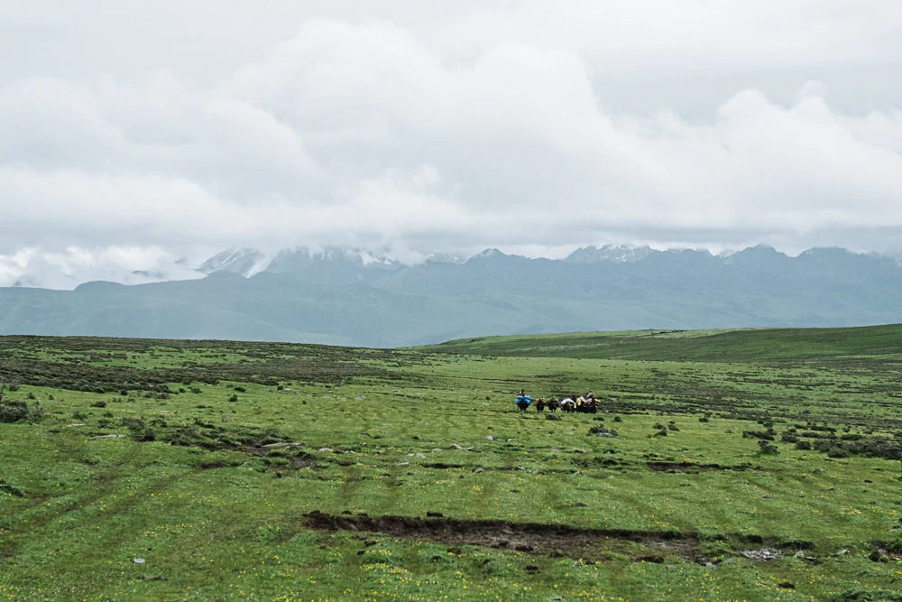 Journeys-Tagong-Tibetan-Shepards-4.jpg