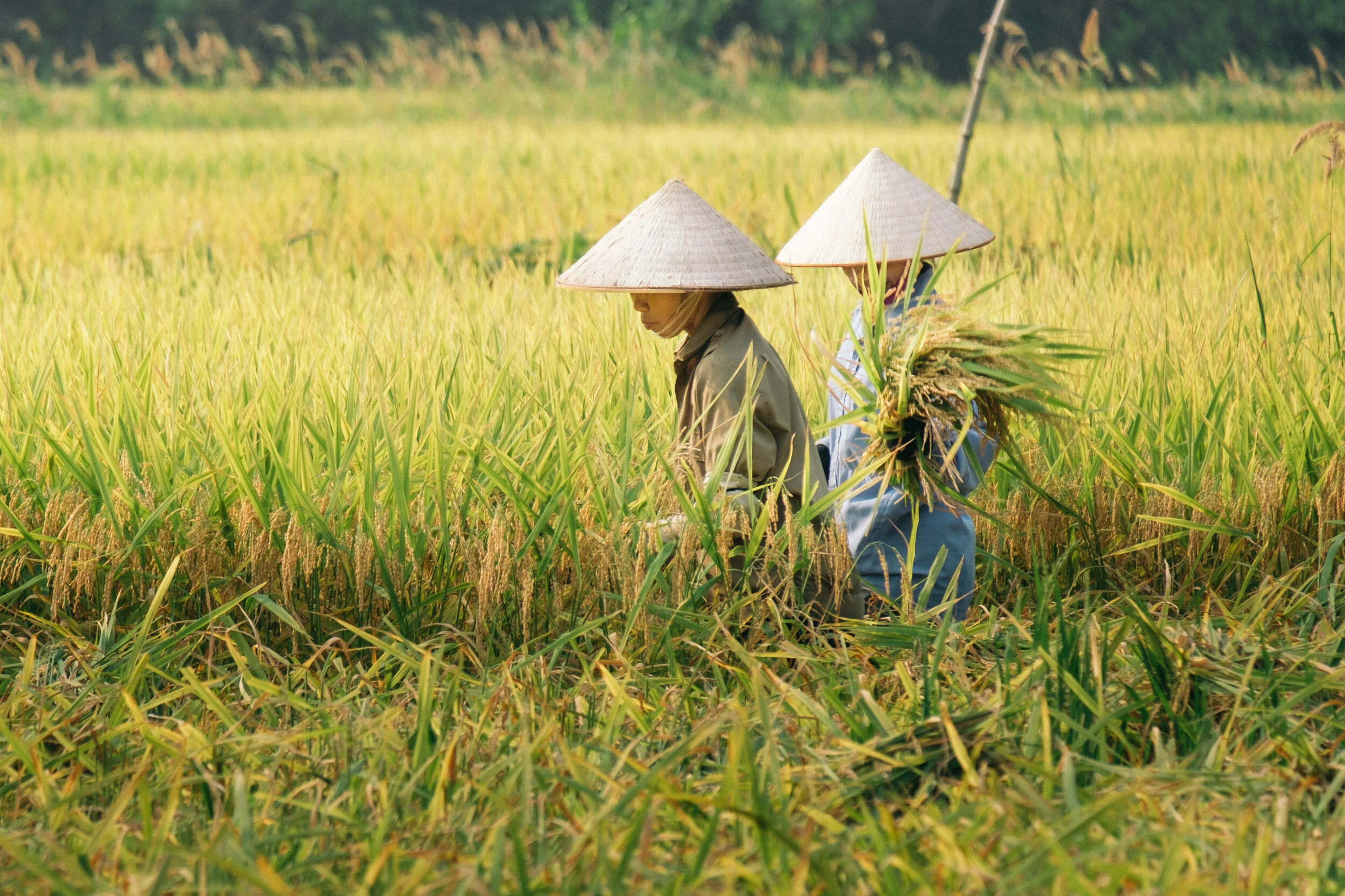 Rice Fields of Vietnam