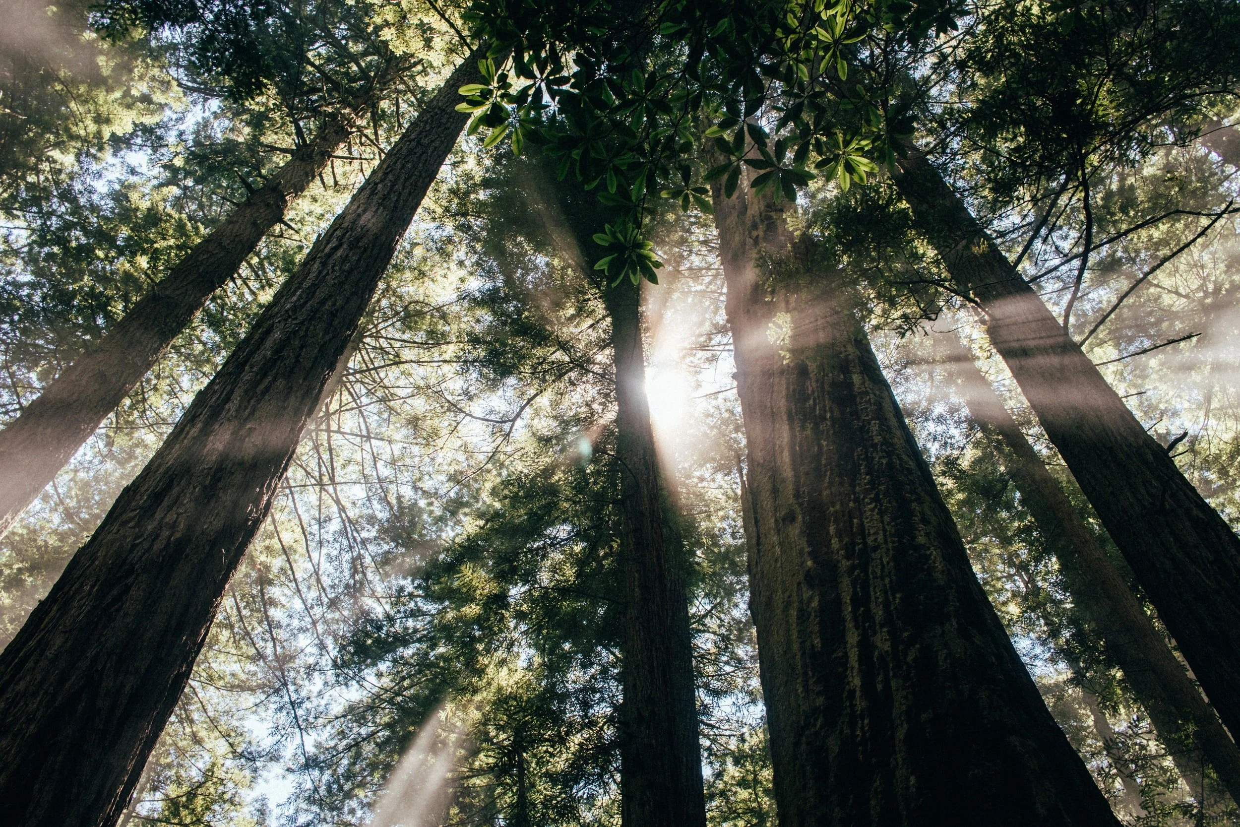 Saratoga Rotary Art Show