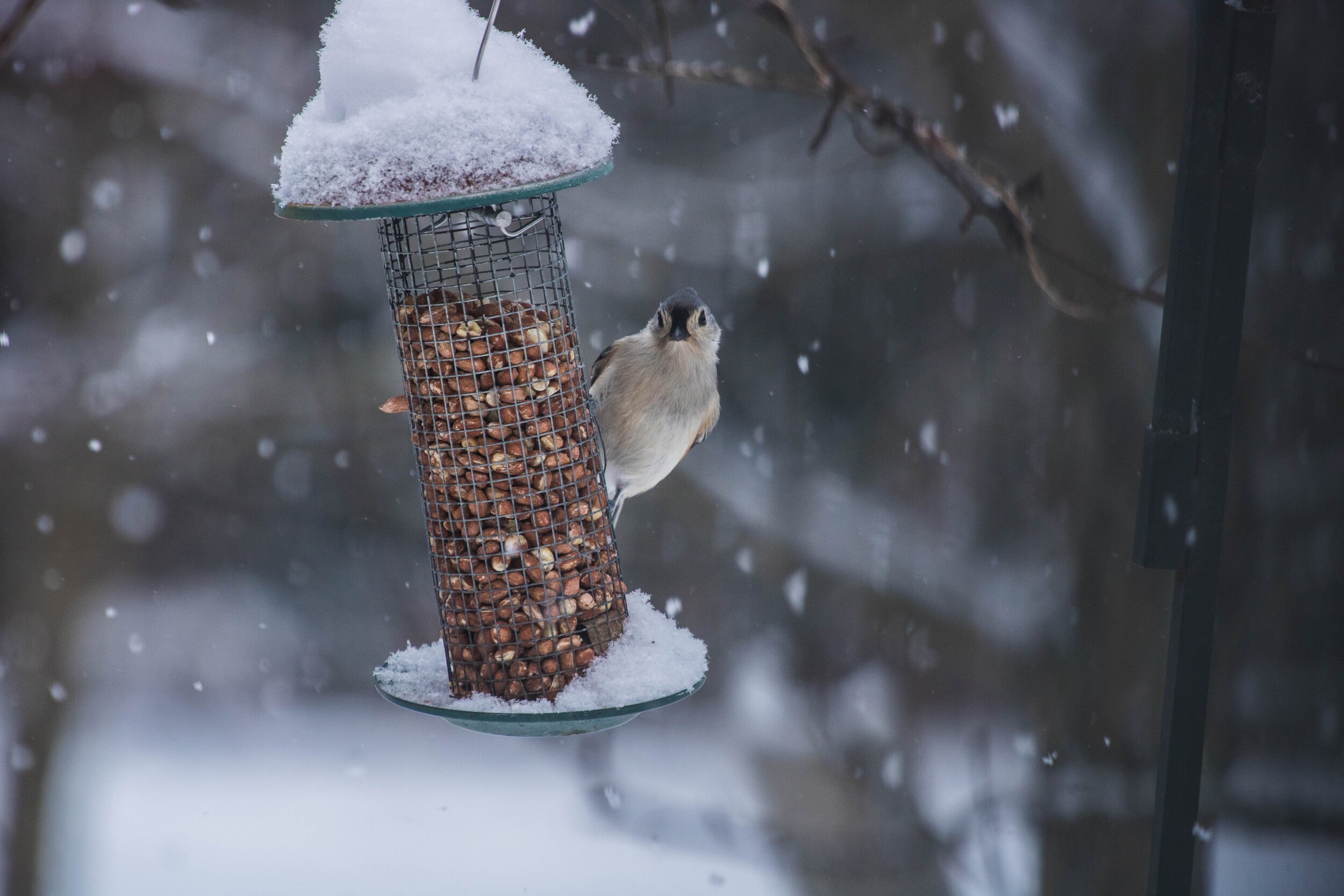 HAPPY BIRD FEEDERS