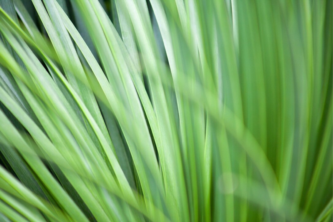 grass.jpg
