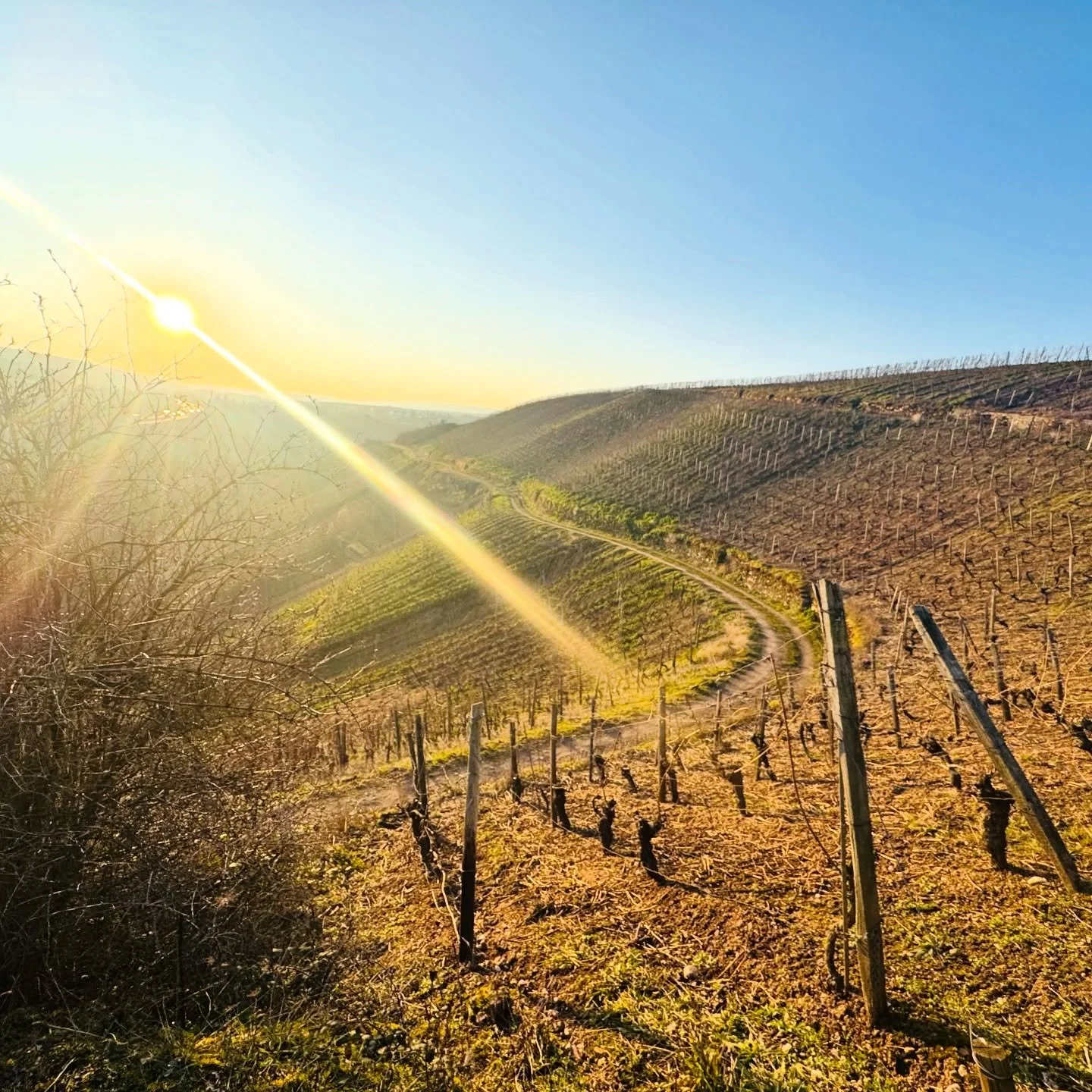 The beautiful vineyards of Nahe, Pfalz, Mosel and Rheinhessen in late Winter. It&rsquo;s the gardens of Karakterre 17: Germany growers, their lifeline, inspiration and passion. 

Karakterre 17 is on in Germany on 23 April, at the historic Kloster Ebe