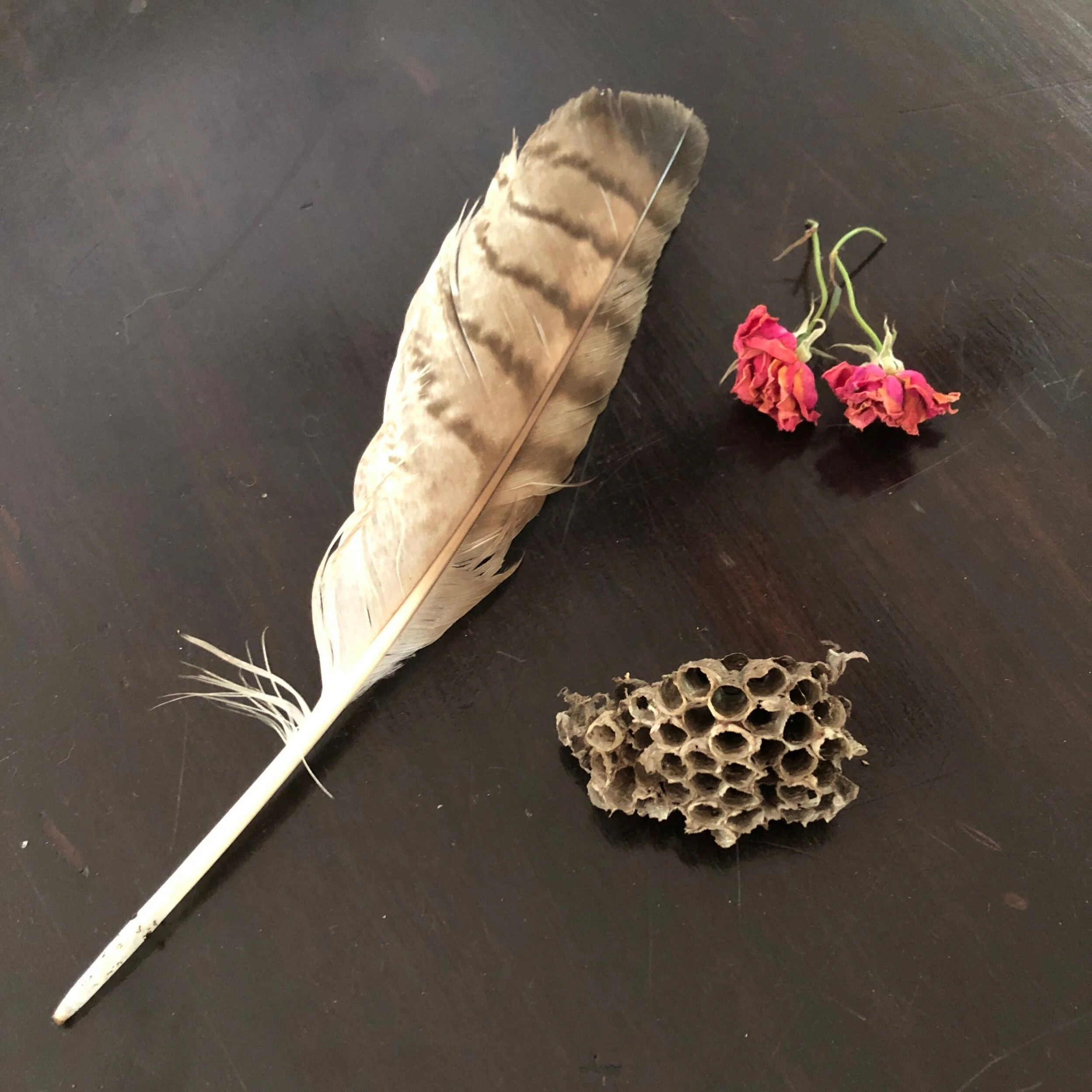 A large feather, two dried pink flowers, and a honeycomb structure on a dark surface.