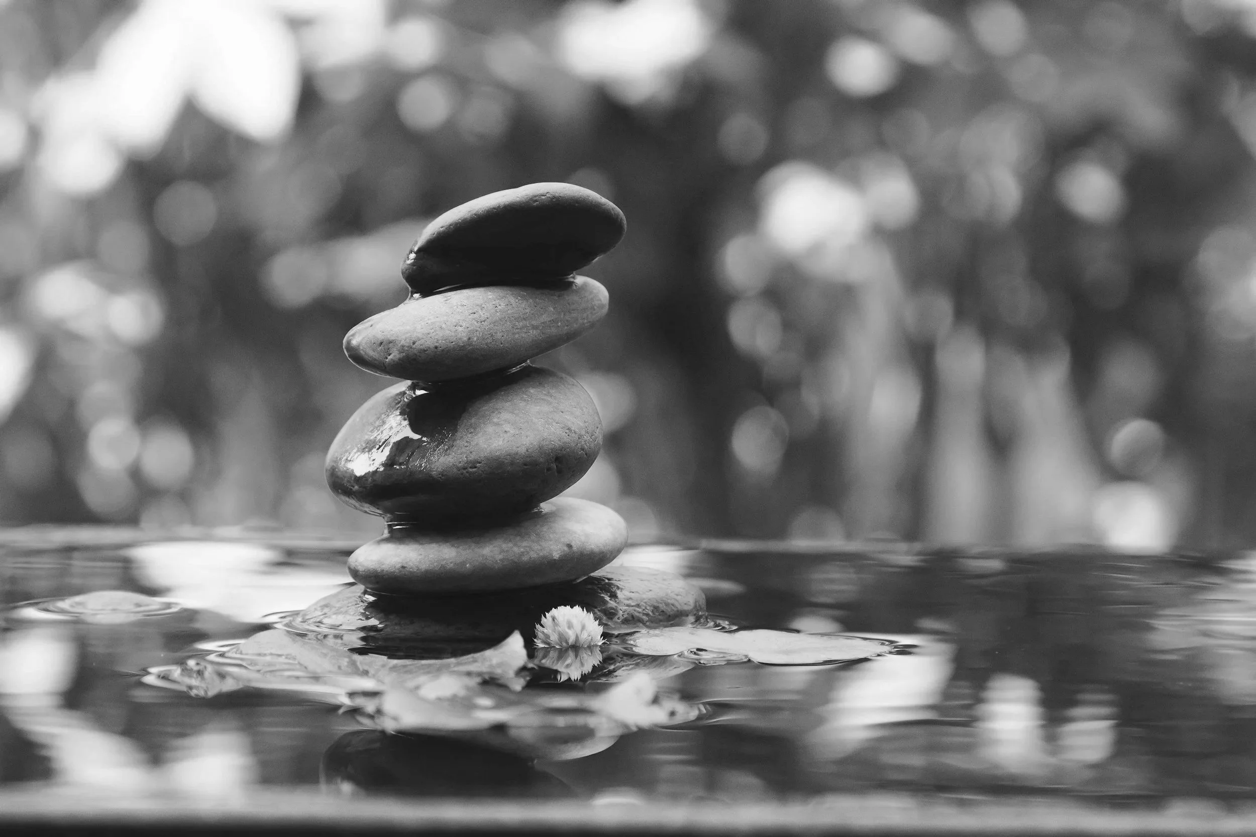 A stack of five smooth stones balanced on top of each other in water, with a flower petal floating nearby, in black and white.
