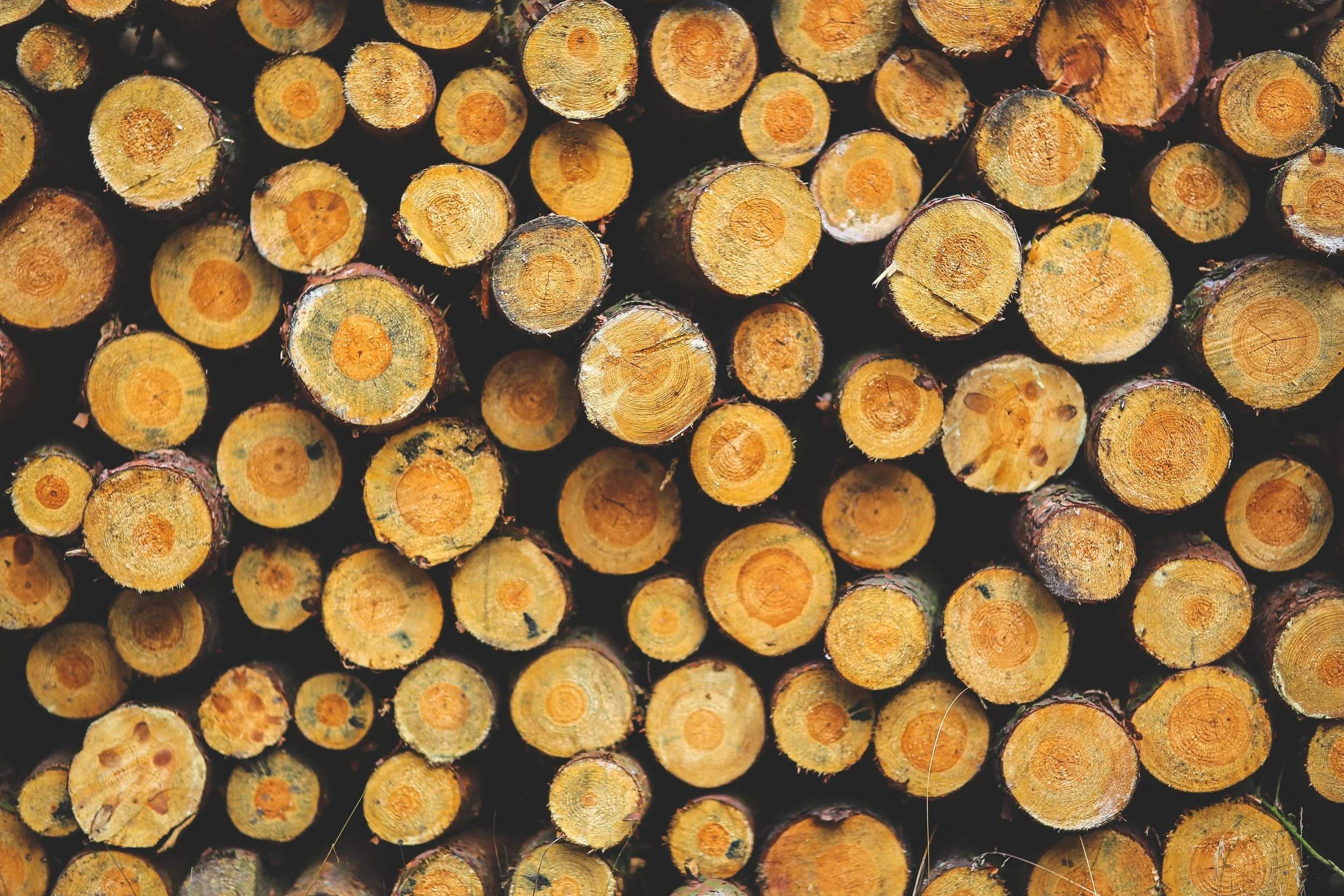 forest-lumber-stacked-wood-6088.jpg