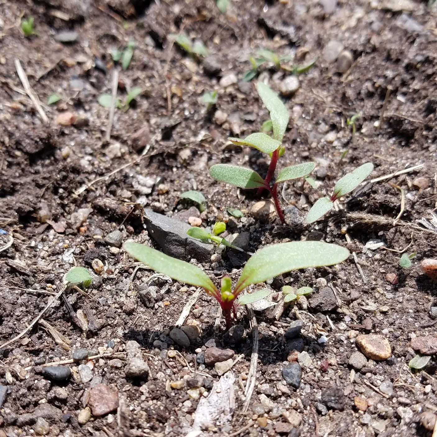 Beet Seedling