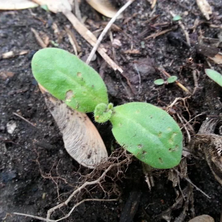 Borage Seedling