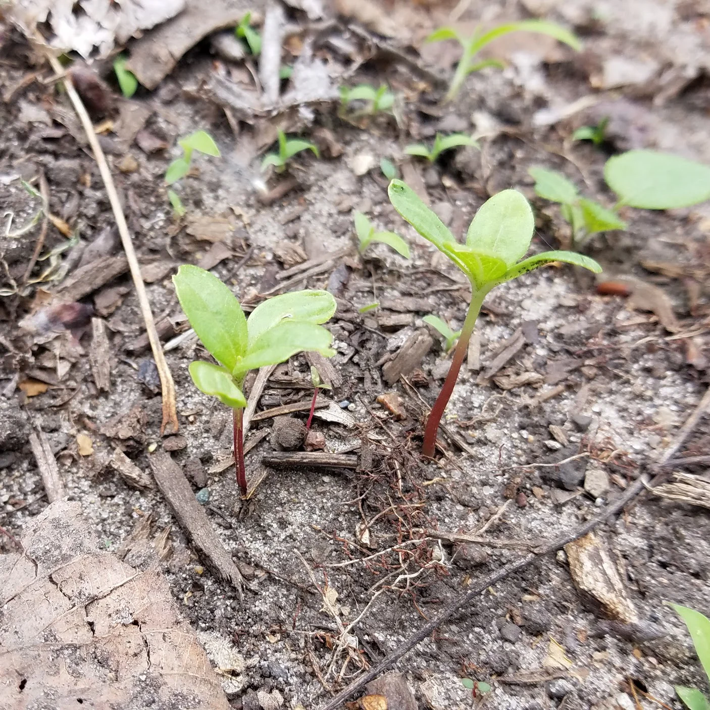 Zinnia Seedlings