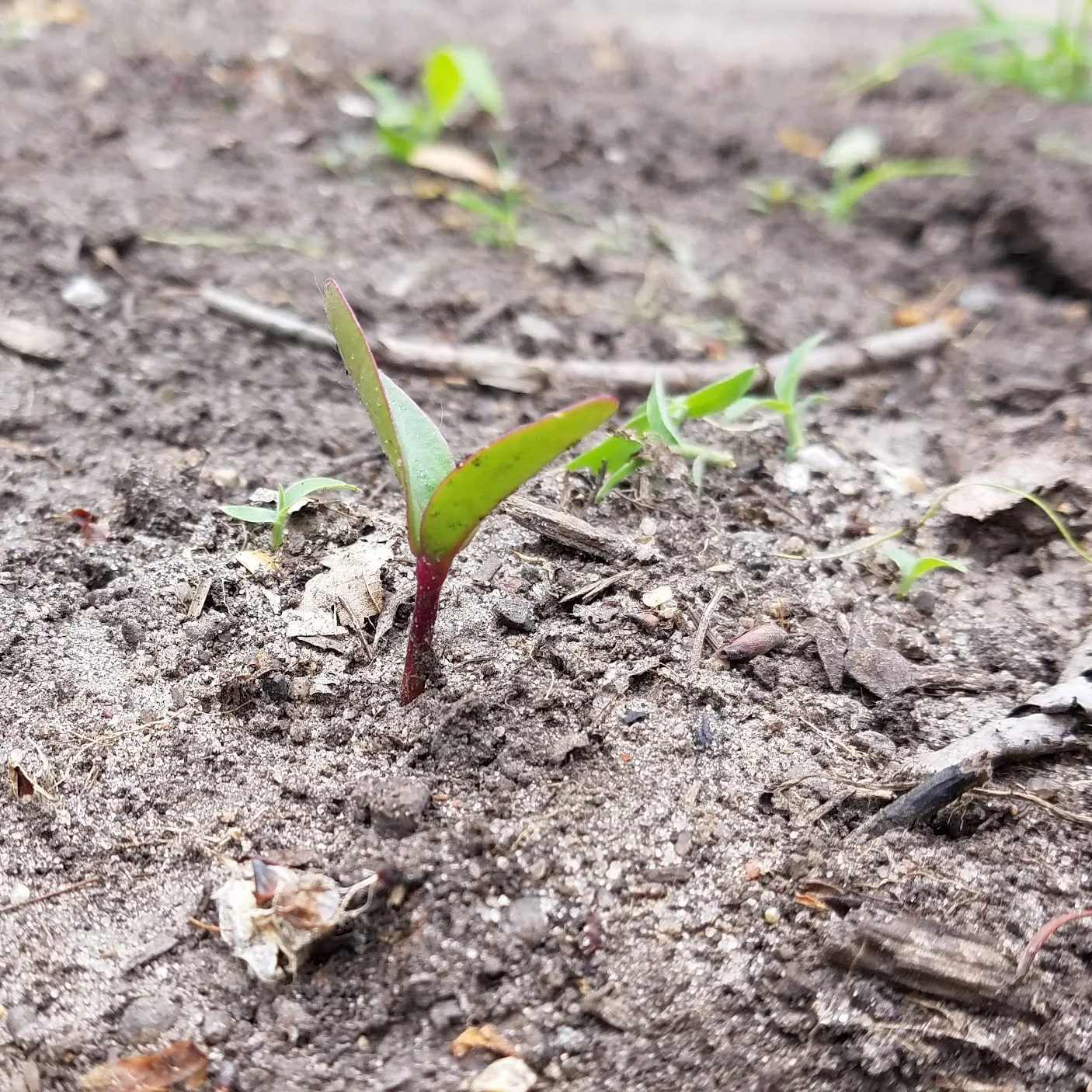 Malabar Seedlings