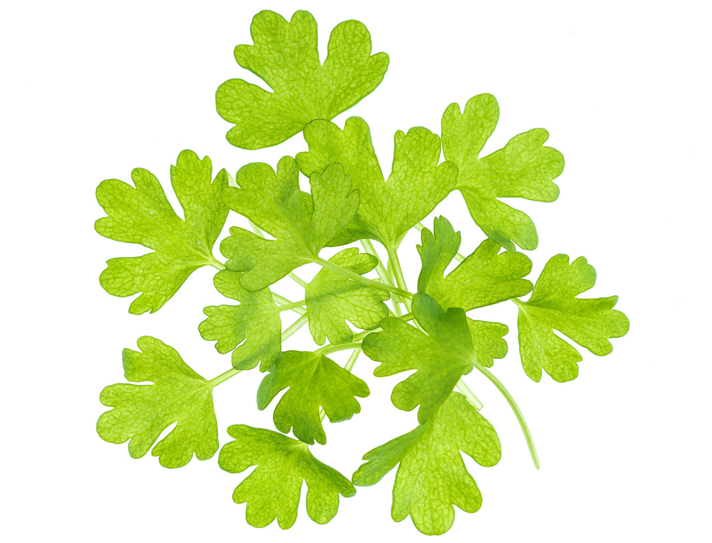KP_Website_Produce_Thumnails_MicroCelery.jpg