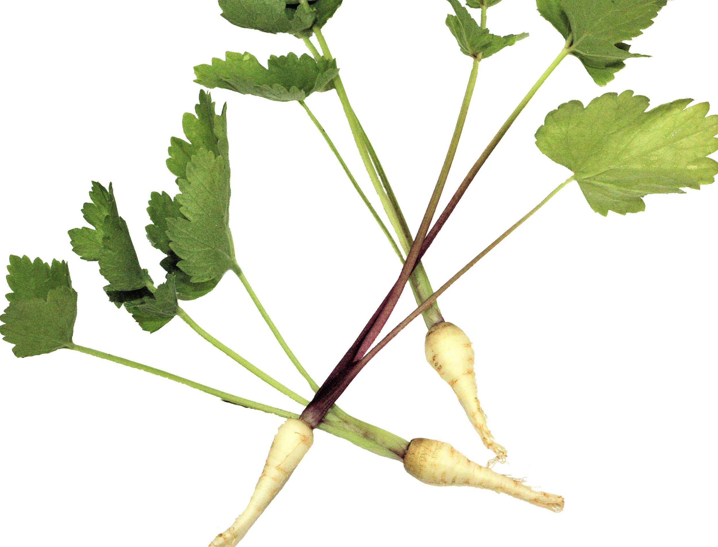 KP_Website_Produce_Thumnails_TinyVeggiesParsnip.jpg