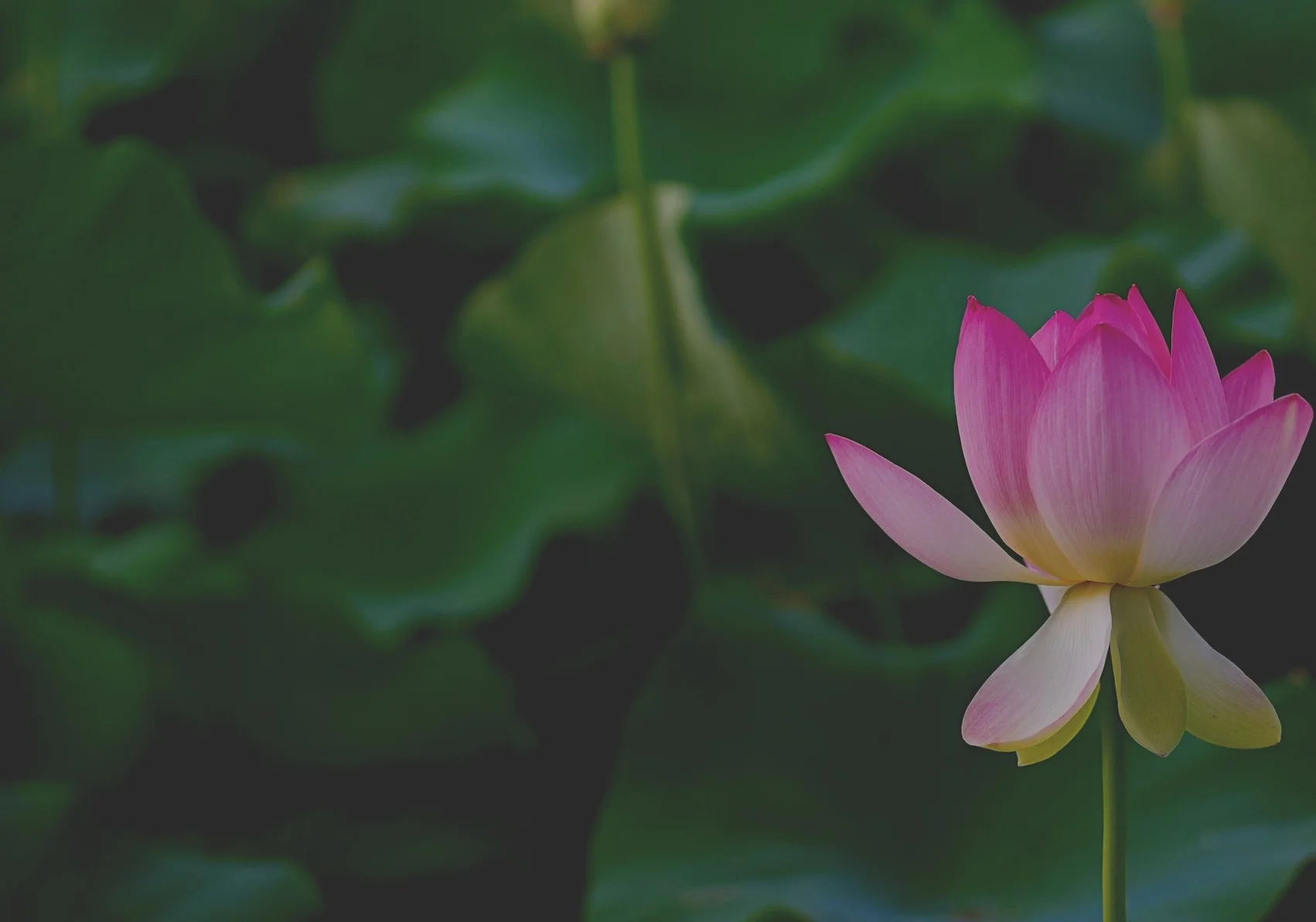 aradhika-sharma-206334-unsplash.jpg