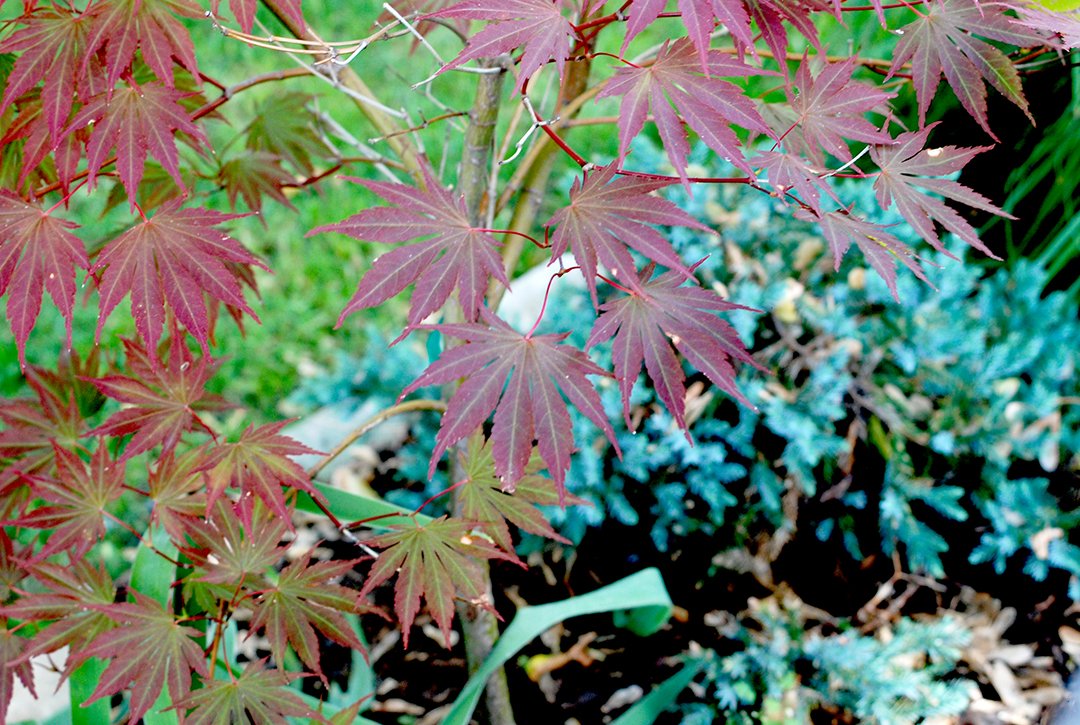 DSC_0277_1.jpg
