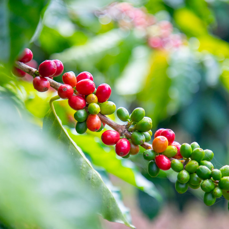 mirandas-farm-coffee-cherry.jpg