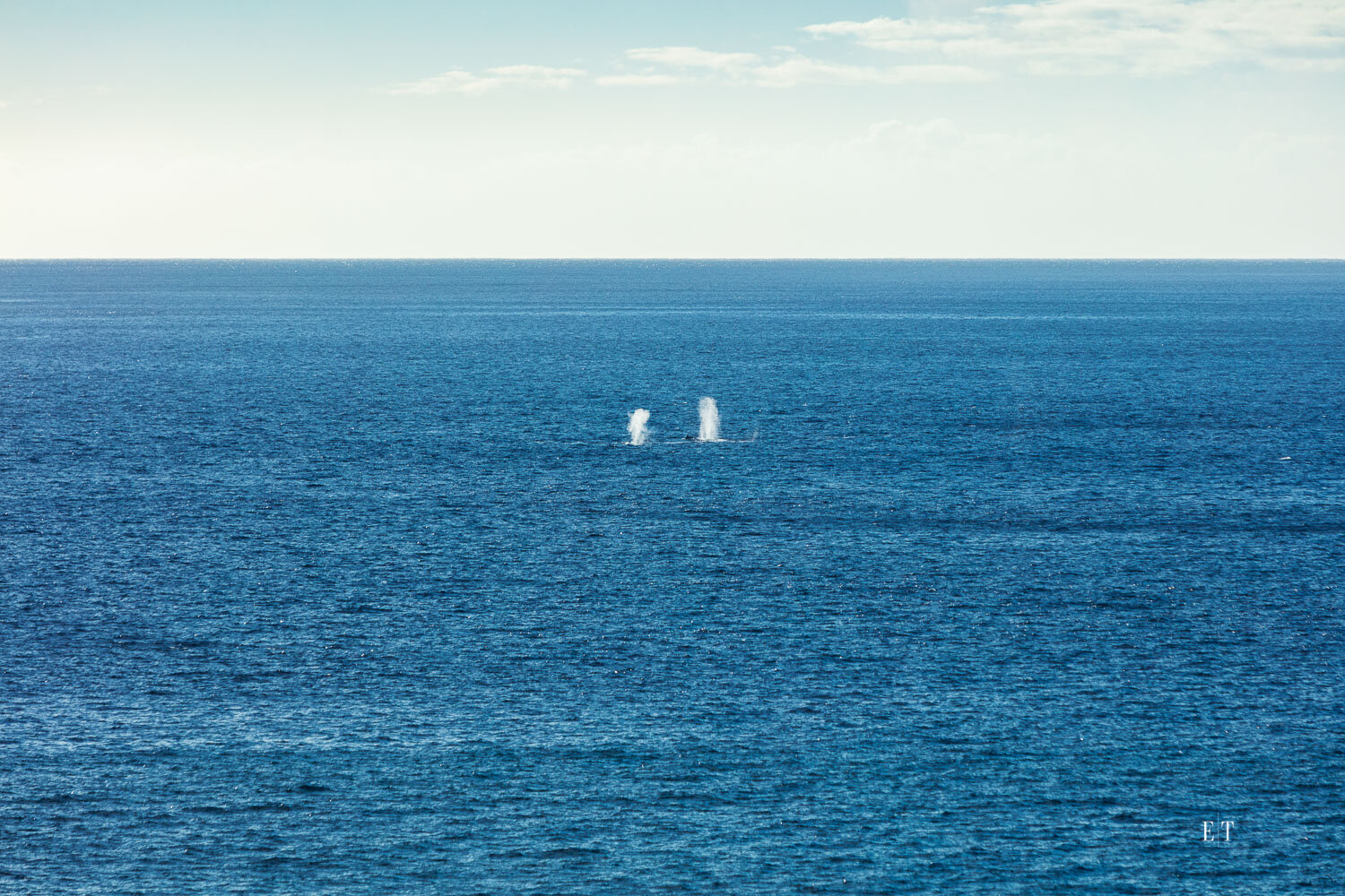  Whale Spouts - Kohala Waterfront Architecture | Big Island | Hawaii 