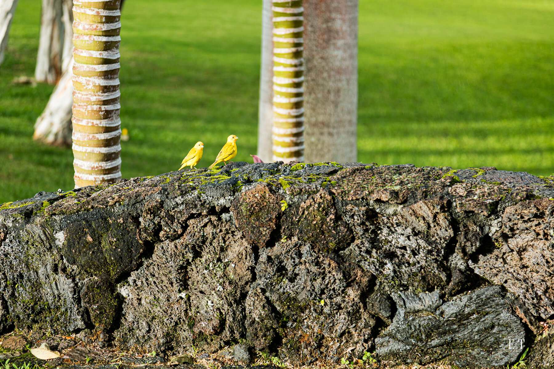  75-881 Hiona Street | Luxury Real Estate Photography | Hawaii | Big Island  