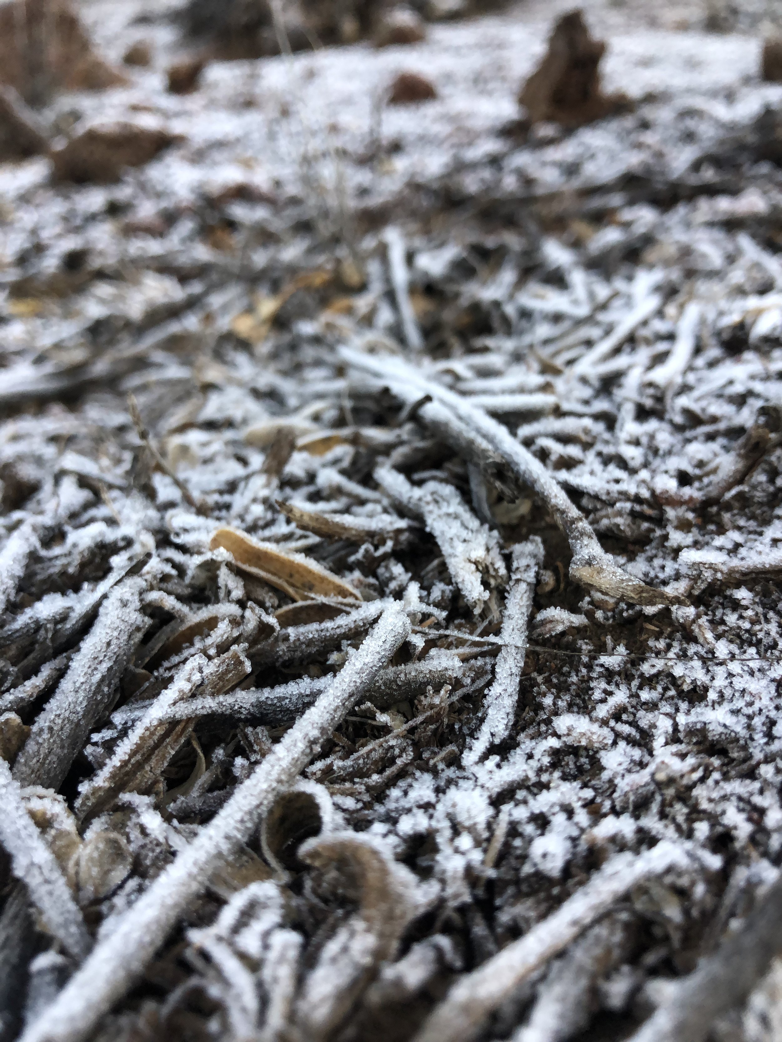  Frost at 9200ft on Mauna Kea 