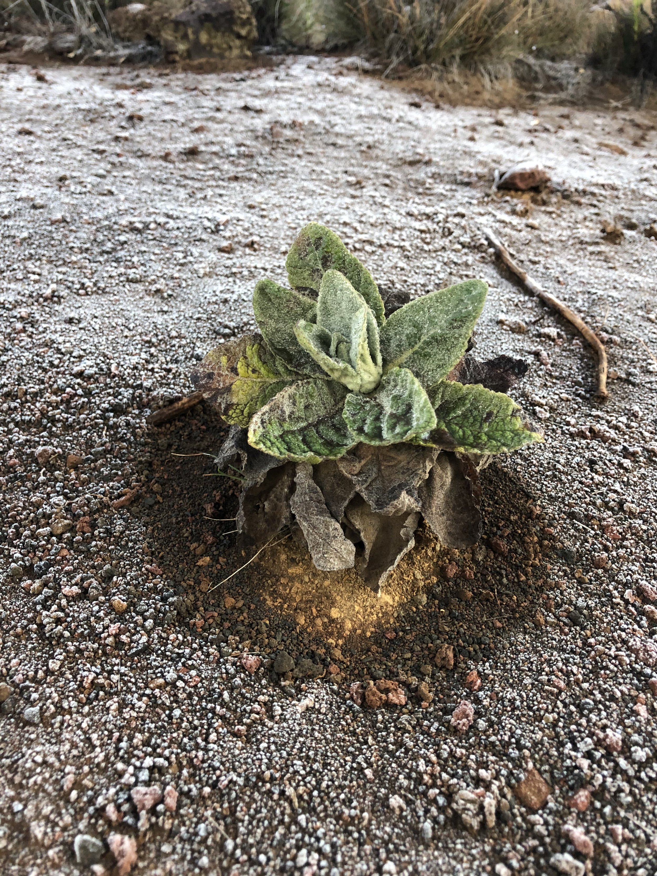  Frost at 9200ft on Mauna Kea 