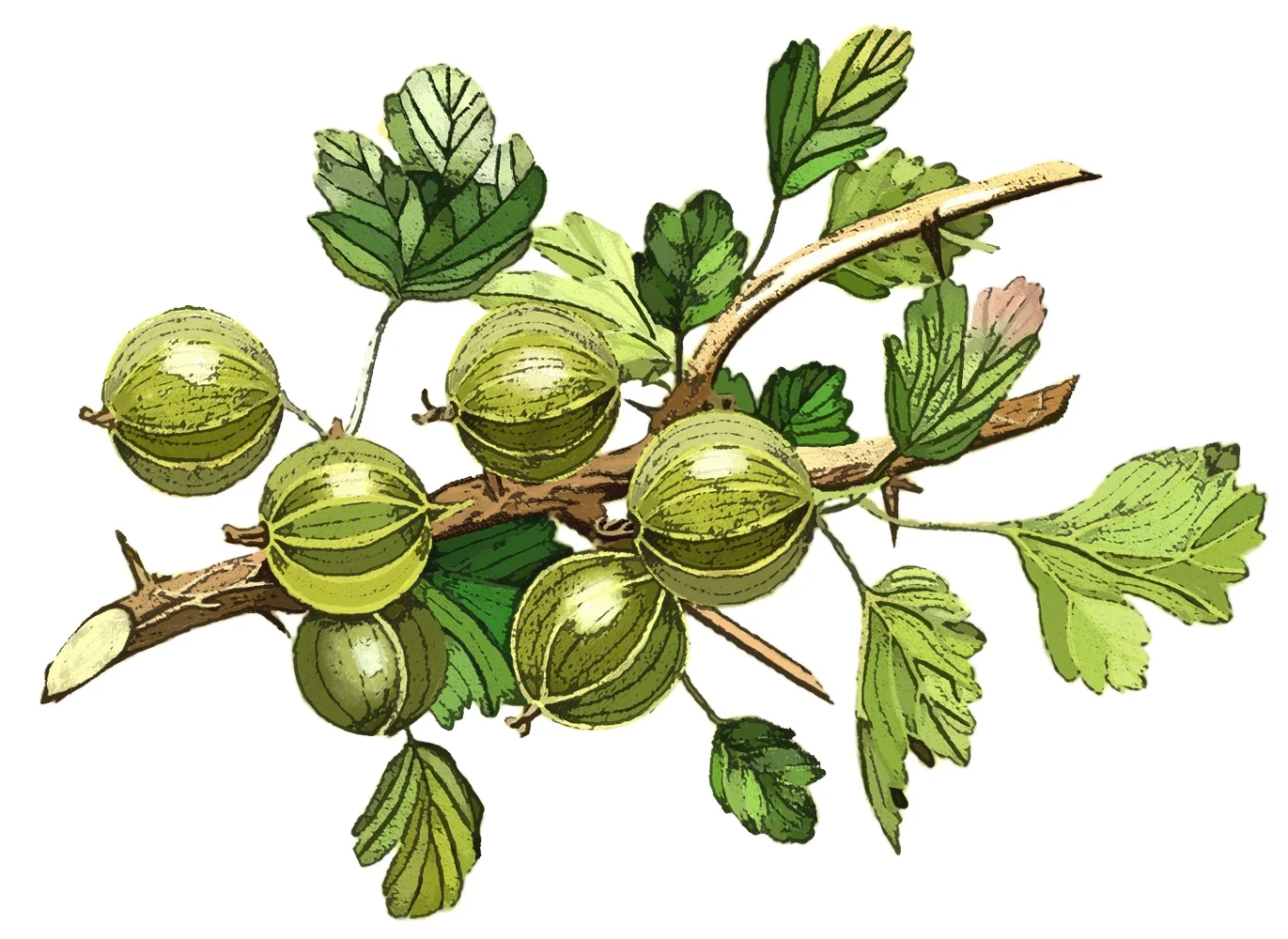 DREA_Gooseberries.jpg