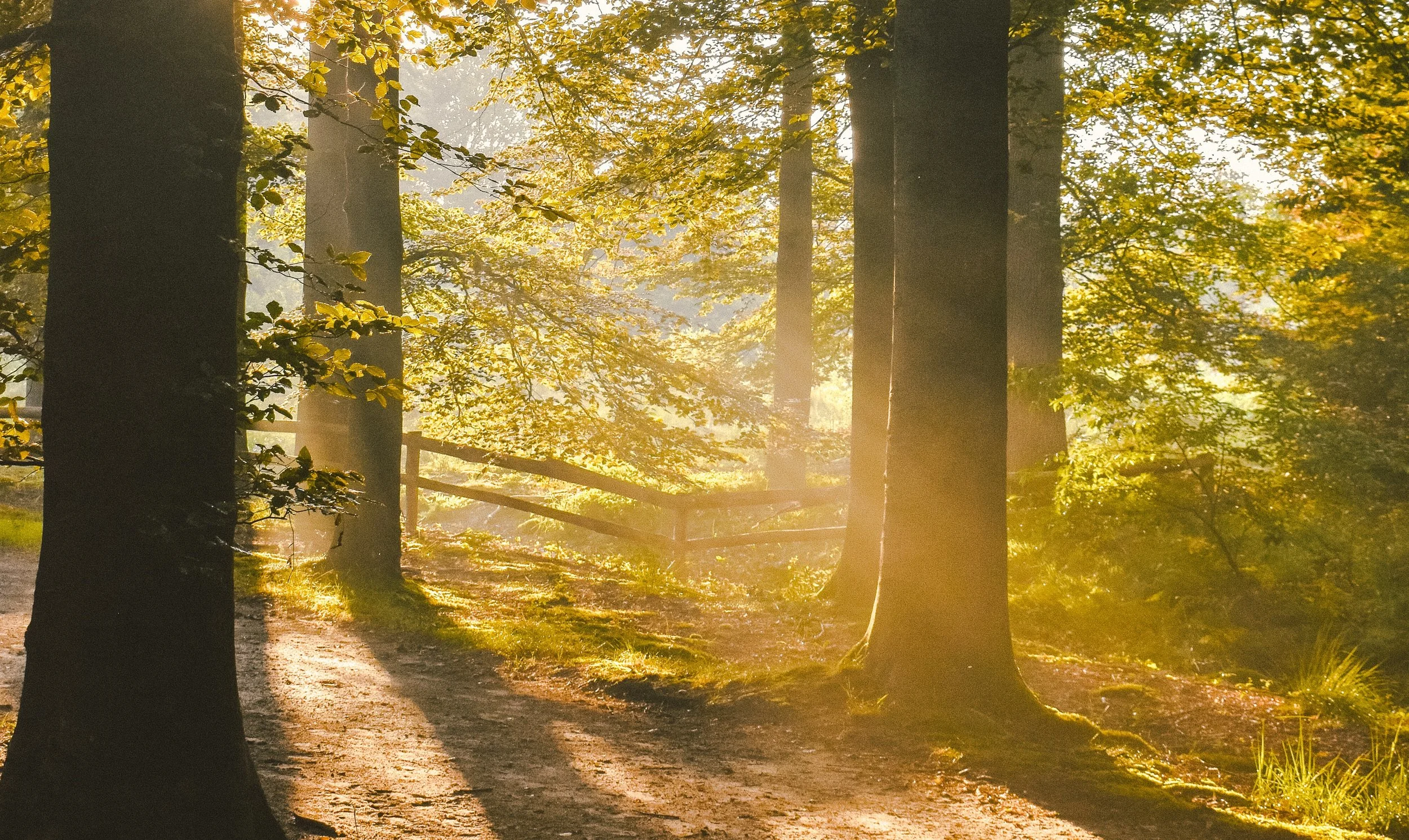 De mooiste wandelgebieden van Nederland