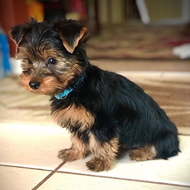 Meet Evo! He is the newest member of the family. Evo is short for Evolution, the best Mitsubishi ever made! #MitsubishiEvolution #Evolution #Puppy #PuppyLife #Cute #Adorable #PuppyLove #TeacupYorkie #Denver
