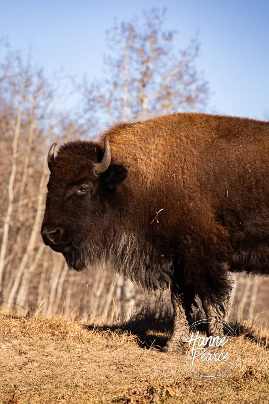 bison and ice-02.jpg