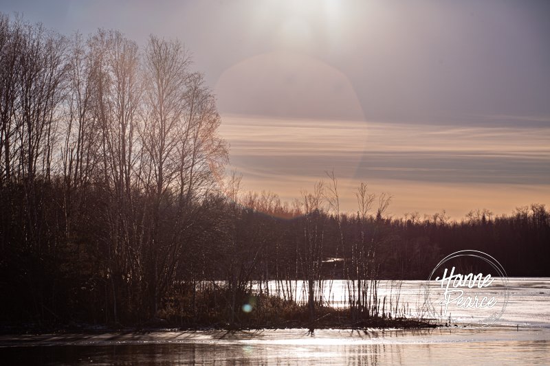 bison and ice-11.jpg