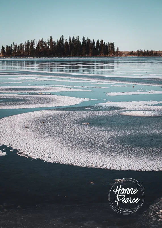 bison and ice-12.jpg