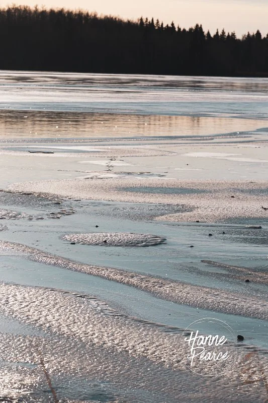 bison and ice-09.jpg