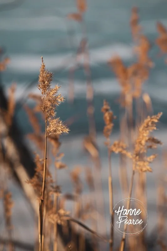 bison and ice-06.jpg