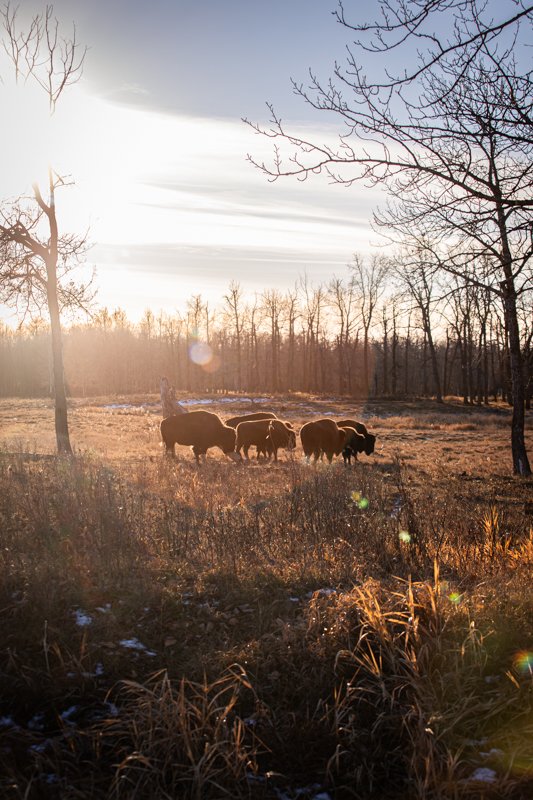 bison and ice.jpg