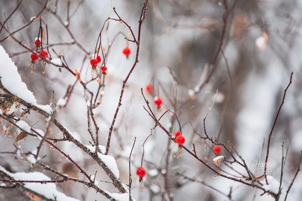winter light-10.jpg
