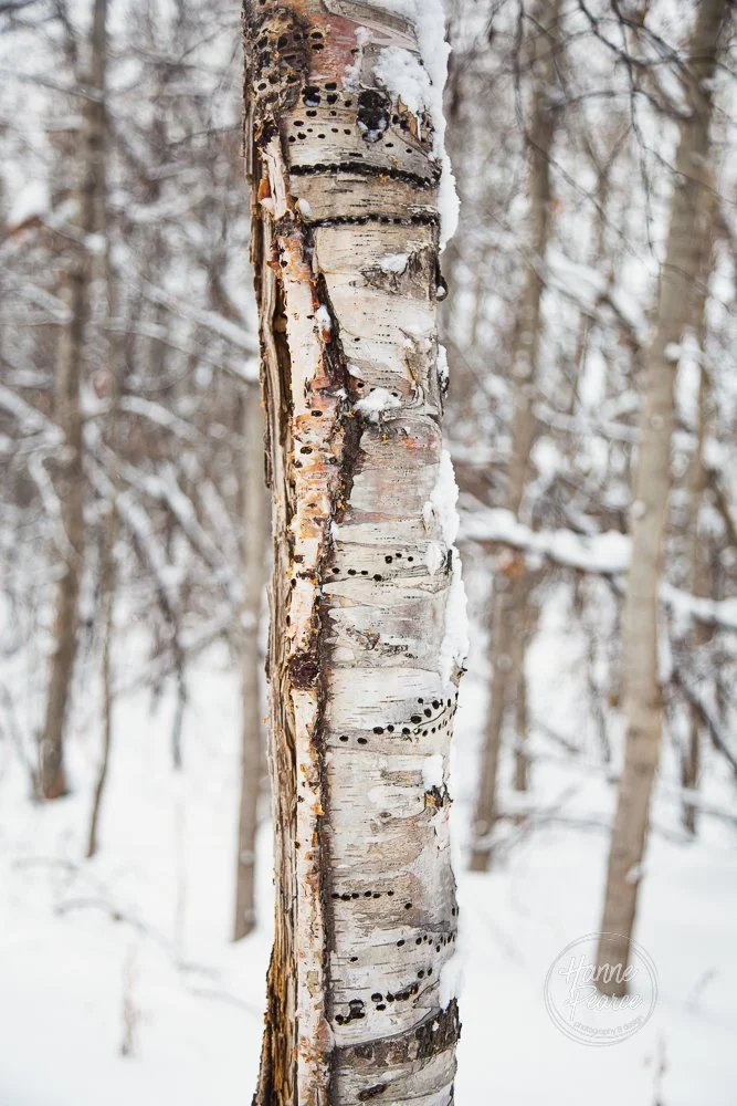 winter light-07.jpg