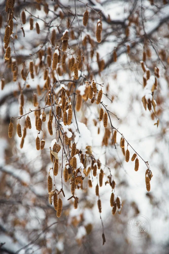 winter light-06.jpg