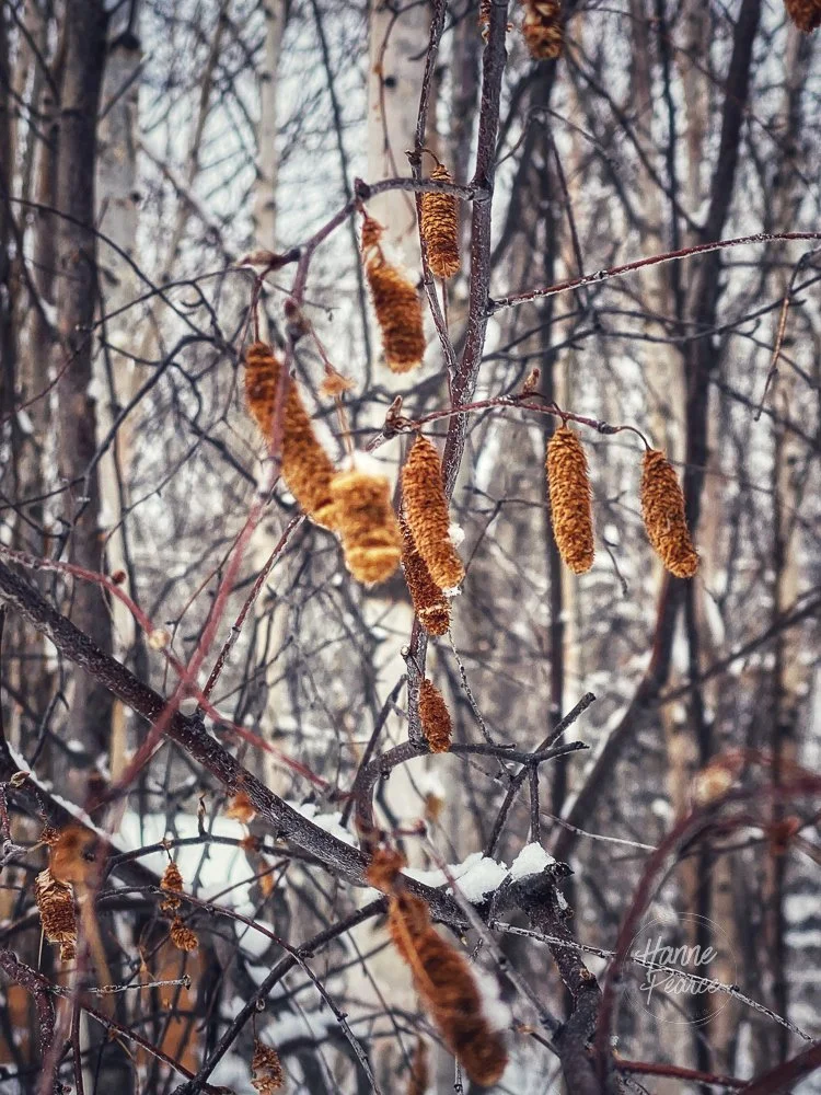 winter light-02.jpg