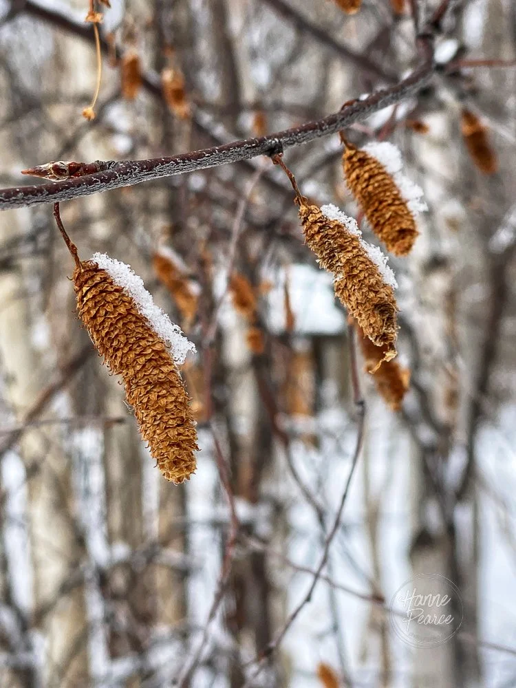 winter light-03.jpg