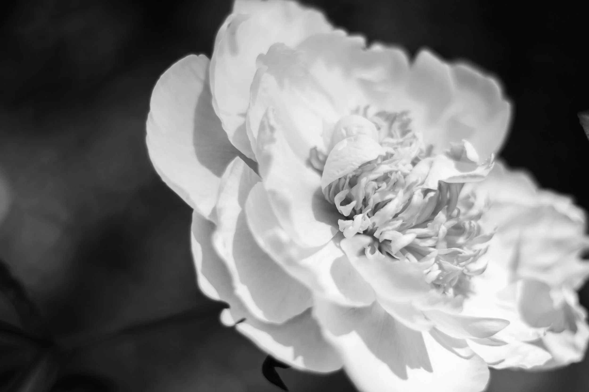 IMG_7711 copy.jpg