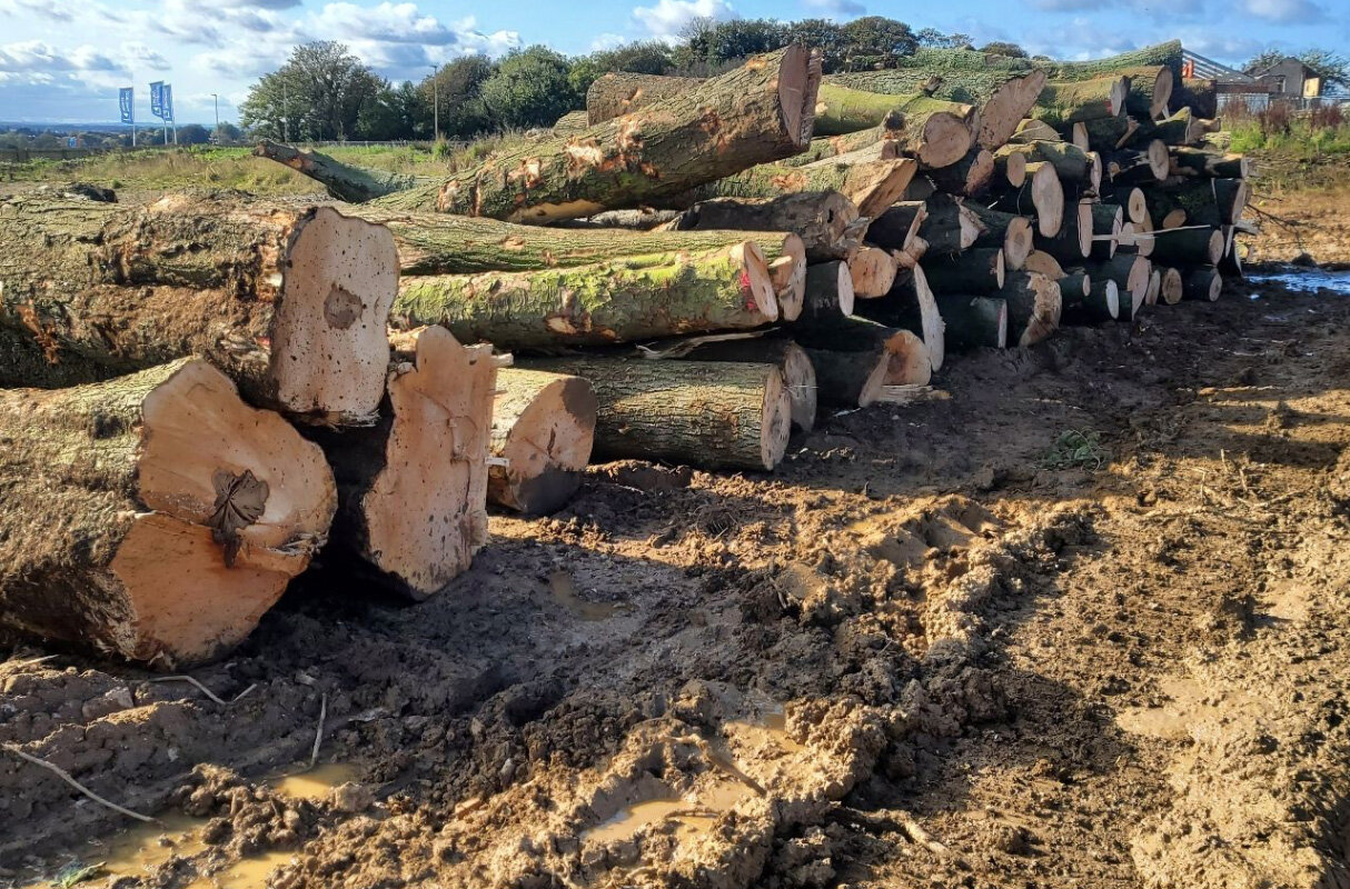 tree-removal-sheffield.jpg