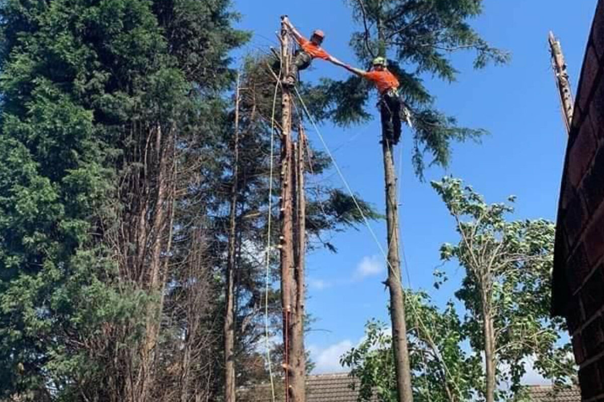 expert-tree-care-professionals.jpg