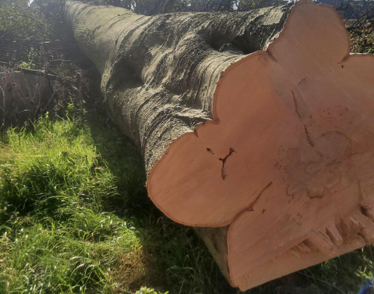 contact-sheffields-leading-tree-services.jpg