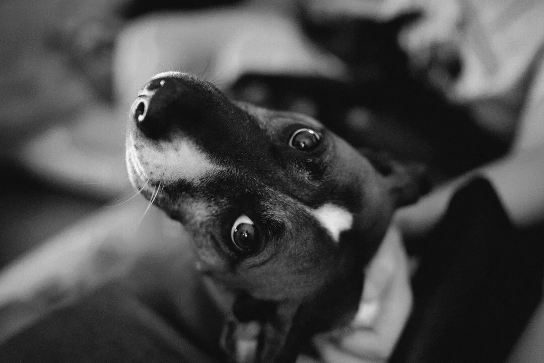 how could you ever say no to that face 💖🐶🌈✨