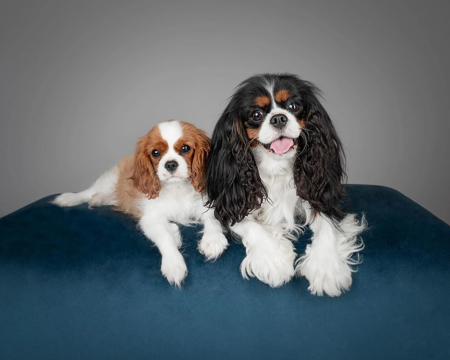 💖A COUPLE OF CAVALIER CUTIES💖

I&rsquo;ve been dying to share these two gorgeous girls for a while now&hellip; just look at them!!!😍

Posey &amp; Sunshine were the perfect pair of posers🙈 and one of my favourite shoots to date because I adore Kin