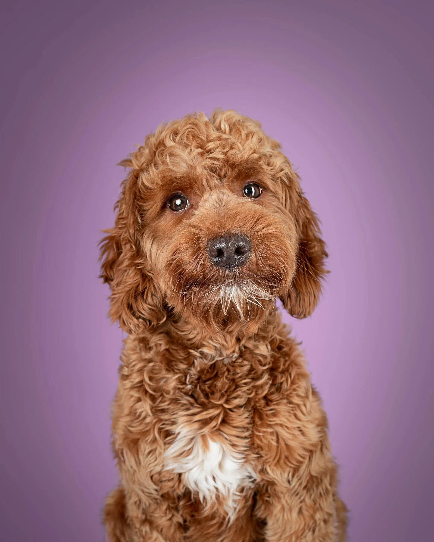 💜BRUNO THE COCKERPOO💜

Thought it was time to add some colour back to my grid with this little cutieee boi! And oh my isn&rsquo;t he ADORABLE?!🥺 

Bruno sat so well for me in his session a couple of weeks ago, and he certainly enjoyed the endless 